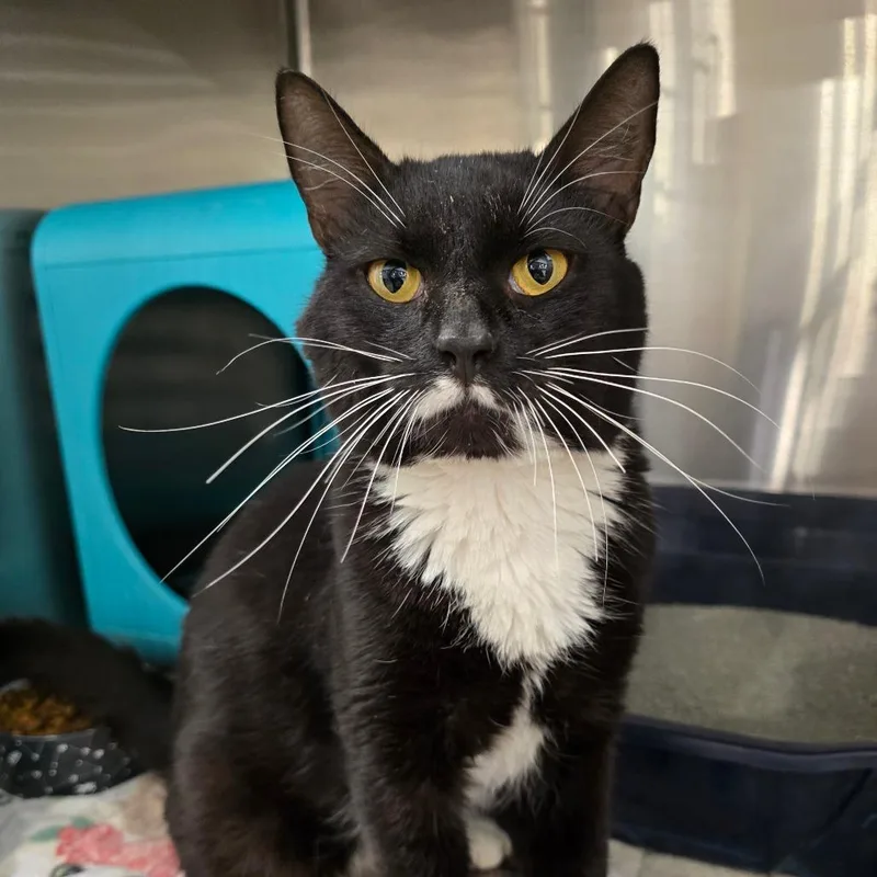 An adult medium-sized male Black Domestic Short Hair cat named Martin Lee for adoption in Williston, FL