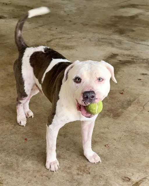 An adult large-sized male Mixed Breed dog named Abel for adoption in Fort Walton Beach, FL