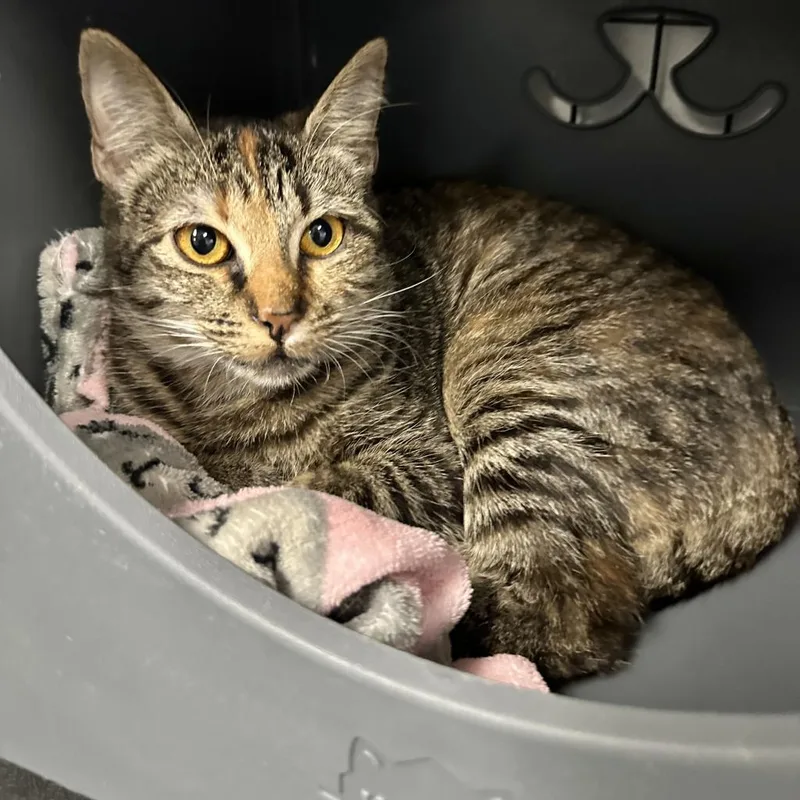 An adult large-sized female Torbie Domestic Short Hair cat named Violet for adoption in Houston, TX