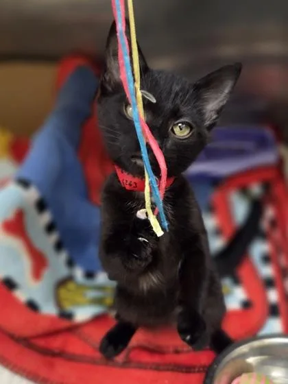 A baby small-sized female Domestic Short Hair cat named Courtney for adoption in Westland, MI