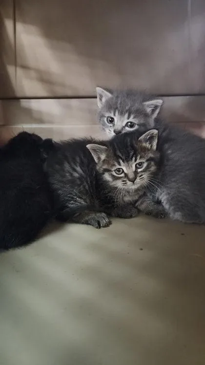 A baby small-sized male Domestic Short Hair cat named Freddie for adoption in Hobart, IN