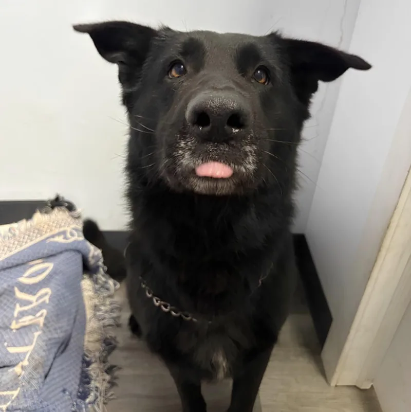 An adult large-sized male Black German Shepherd Dog named Rollo for adoption in Naperville, IL