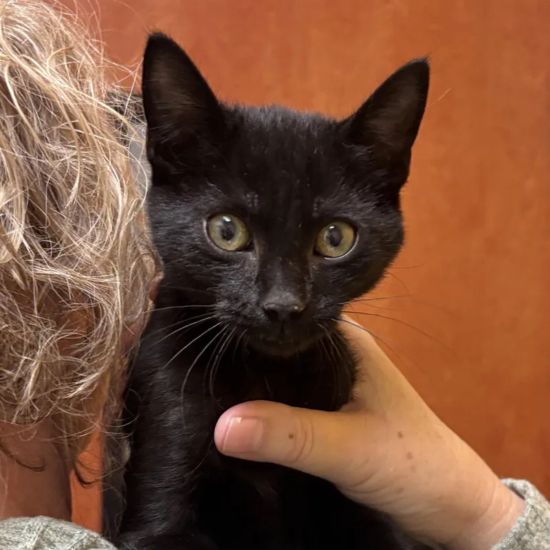 A baby medium-sized male Black Domestic Short Hair cat named Thackery for adoption in Sonora, CA