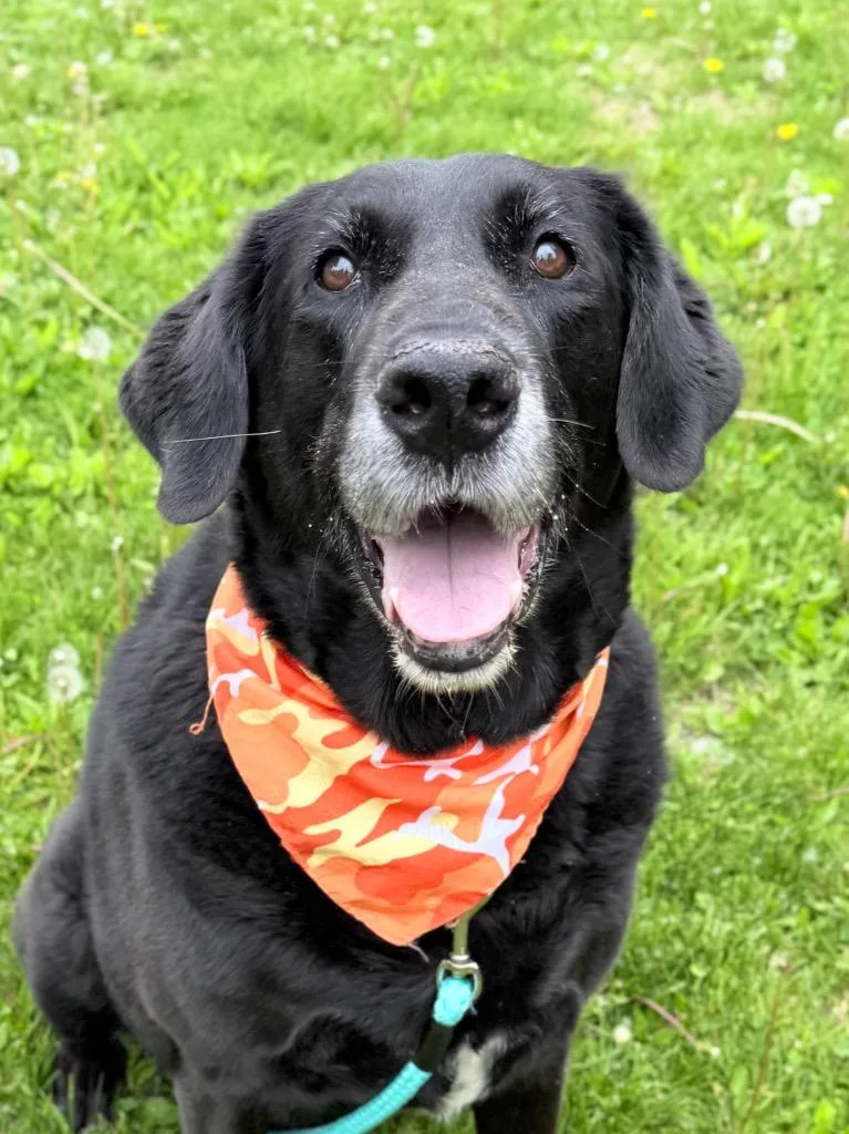 A senior extra large-sized male Mixed Breed dog named Bubba Jay for adoption in Menomonie, WI