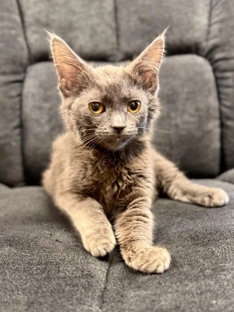 Dolly Purrton