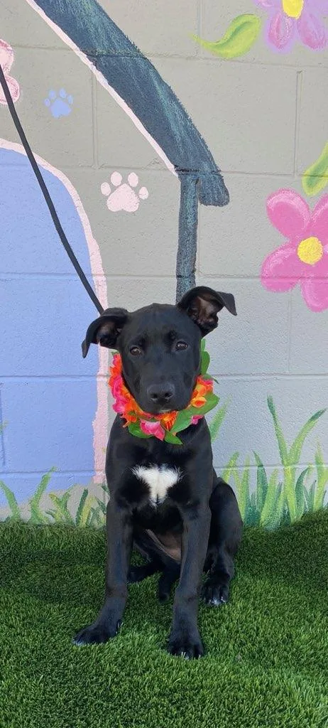 A baby medium-sized female Black Labrador Retriever dog named Lacie for adoption in Colusa, CA