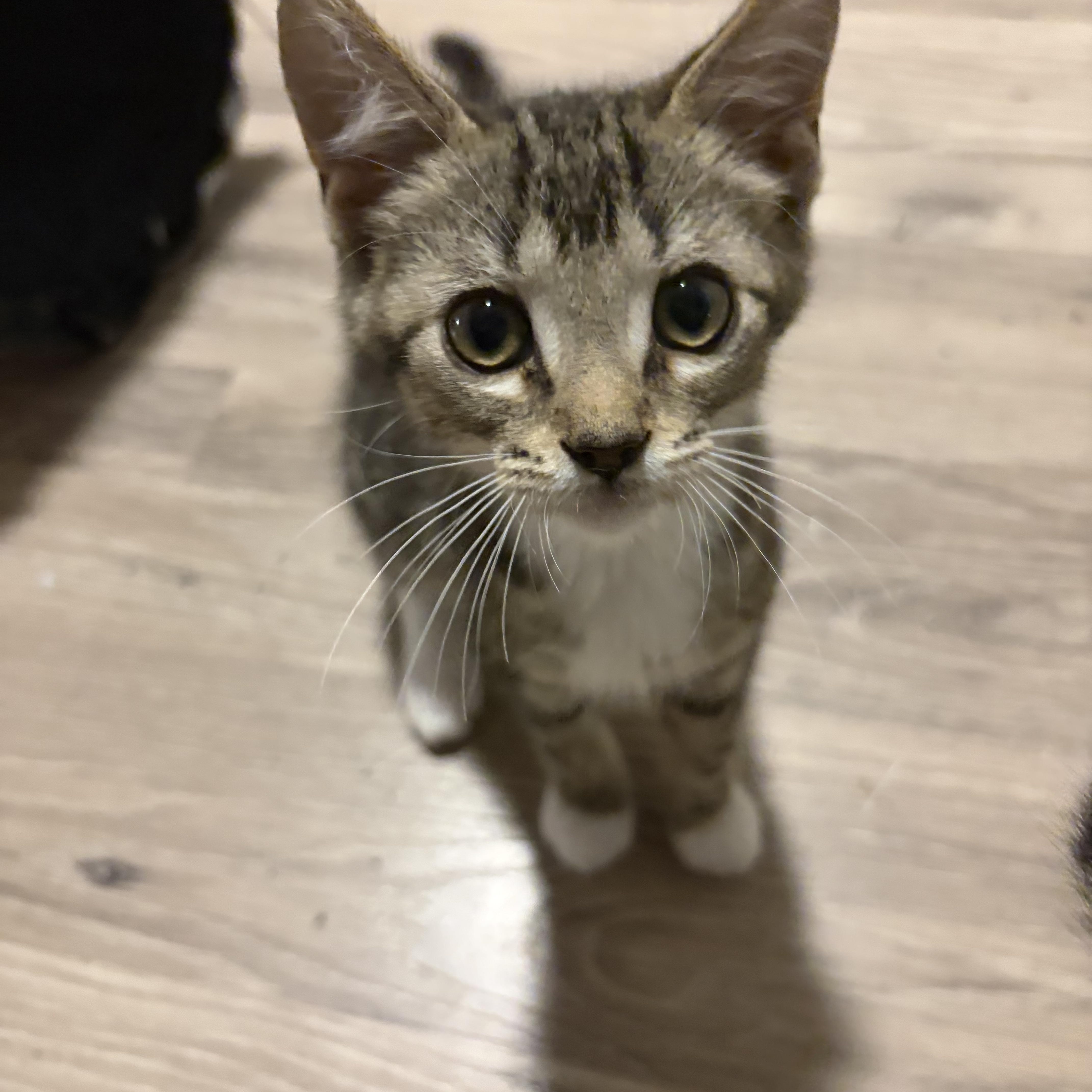 A baby medium-sized male Tabby (Brown / Chocolate) Domestic Short Hair cat named Bug for adoption in Shelby Township, MI