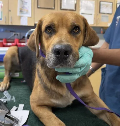 A young large-sized male Shepherd dog named Nutter Butter for adoption in Riverside, CA