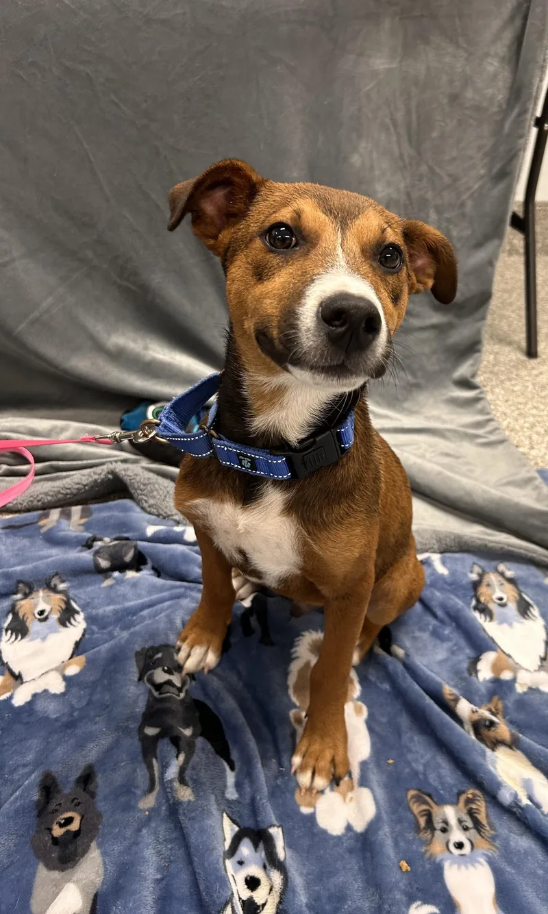 A baby medium-sized male Bicolor Terrier dog named Python for adoption in Shepherdsville, KY