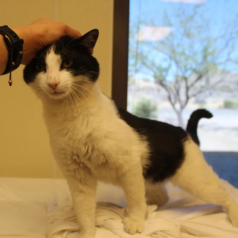 A young large-sized male White Domestic Short Hair cat named Adam Sandler for adoption in Yucca Valley, CA