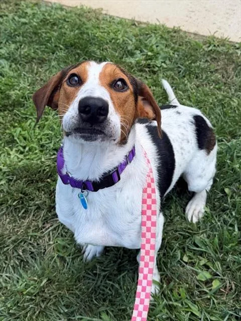A young medium-sized male Beagle dog named Deputy Dusty for adoption in Leesburg, VA