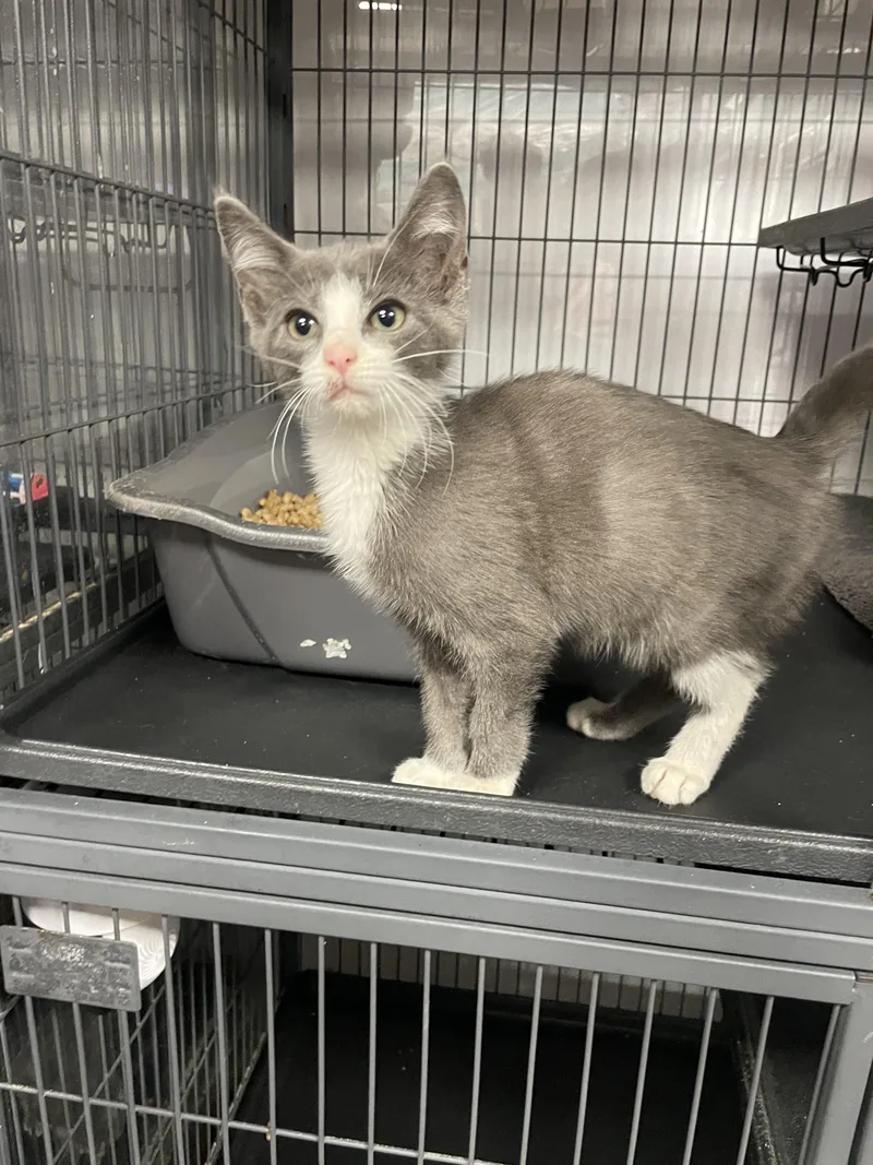 A baby small-sized female Domestic Short Hair cat named Astra for adoption in Goodlettsville, TN