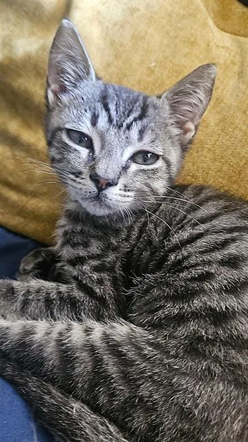 A baby small-sized male Domestic Short Hair cat named Goose for adoption in Sacramento, CA