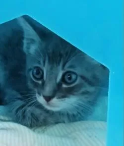 A baby medium-sized male Domestic Short Hair cat named Conrad for adoption in West Memphis, AR
