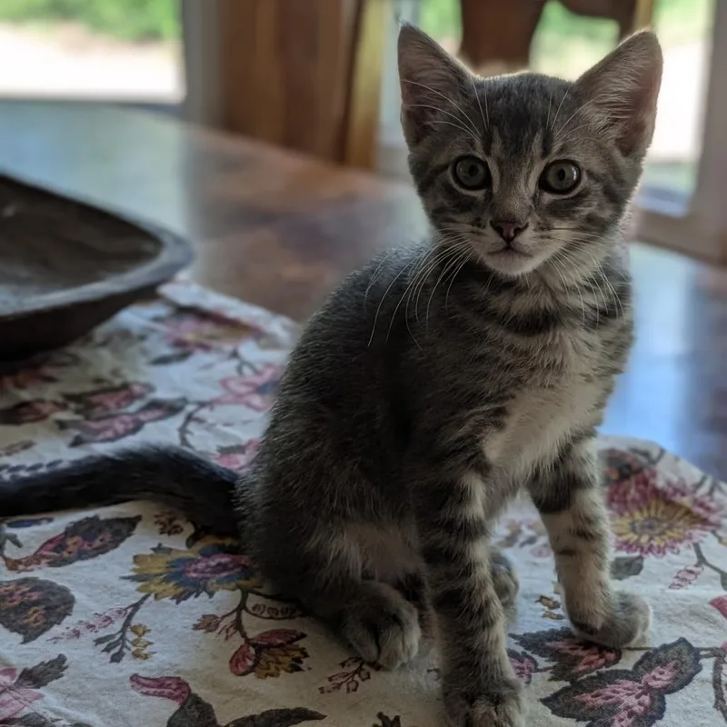 A baby small-sized male Gray / Blue / Silver Domestic Short Hair cat named Eeyore for adoption in Bastrop, TX