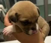 A baby medium-sized female Belgian Shepherd / Malinois dog named Kaya for adoption in Houston, TX