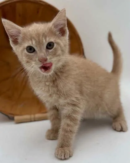 A young small-sized male Domestic Short Hair cat named Hershey for adoption in Bowling Green, KY