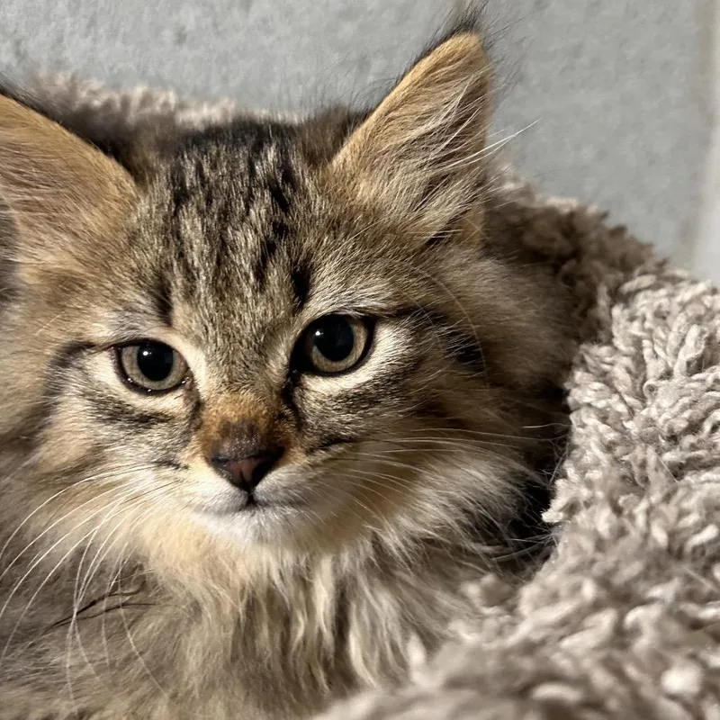 A baby small-sized female Brown / Chocolate Domestic Long Hair cat named Silver for adoption in Mocksville, NC