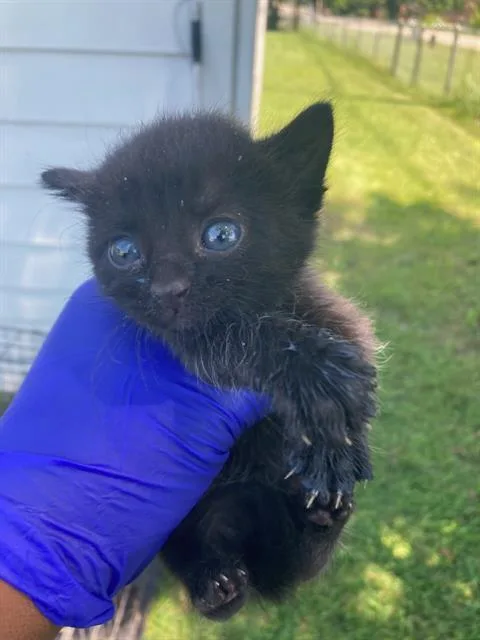 A baby small-sized female Domestic Short Hair cat named Egypt for adoption in Dallas, TX