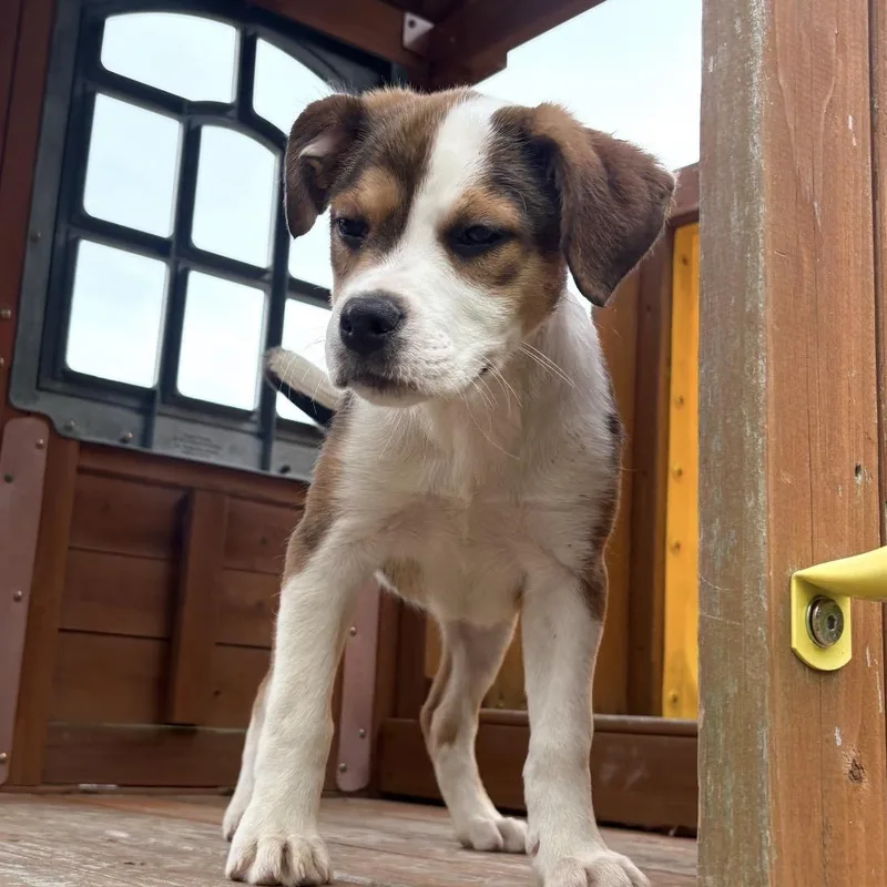 A baby medium-sized female White / Cream Hound dog named Jellybean for adoption in Warrior, AL