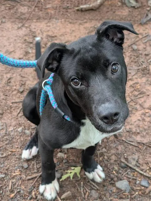 A young medium-sized male Labrador Retriever dog named Goober for adoption in Clyde, NC