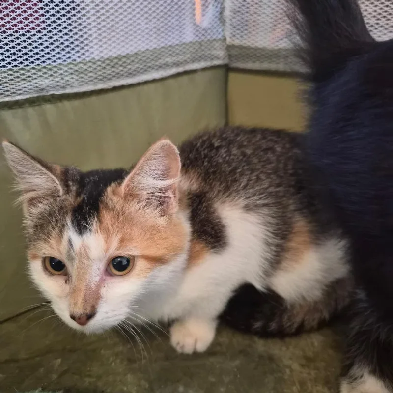 A baby small-sized female Calico Domestic Short Hair cat named Ann Myers for adoption in Woodstock, VA