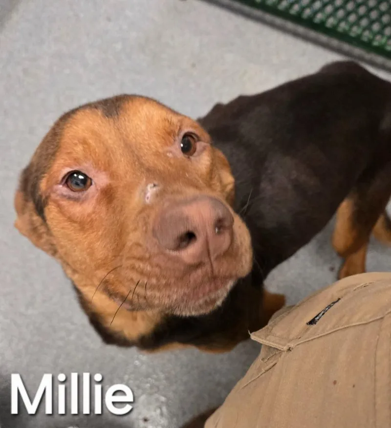 A young medium-sized female Pit Bull Terrier dog named Millie Yrly for adoption in Sidney, OH