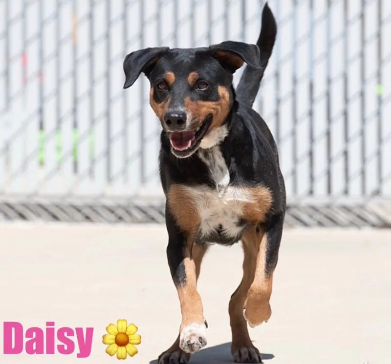 Daisy thumbnail 5