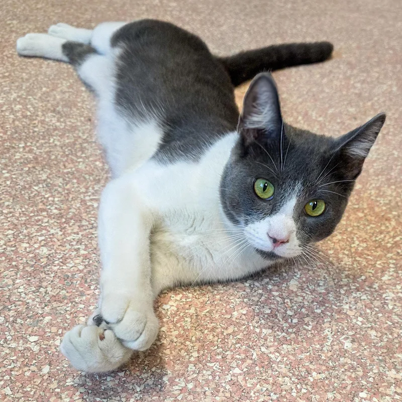 A young medium-sized male Gray & White Domestic Short Hair cat named Donte for adoption in Gainesville, TX