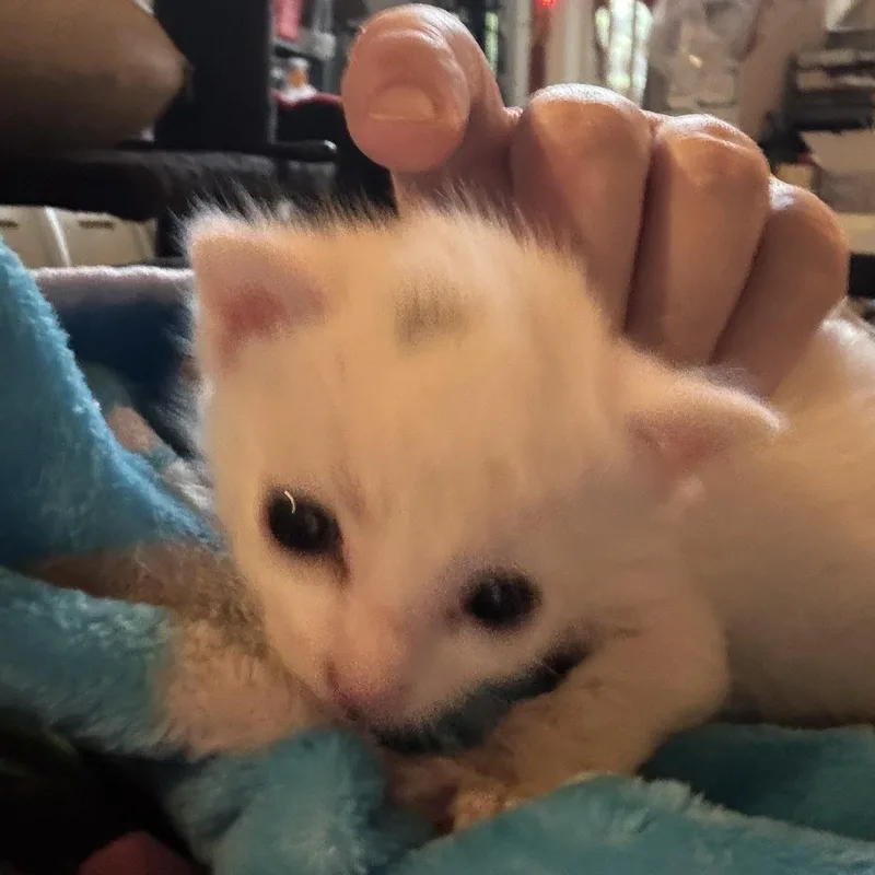 A baby medium-sized male White Domestic Short Hair cat named Q for adoption in Houston, TX