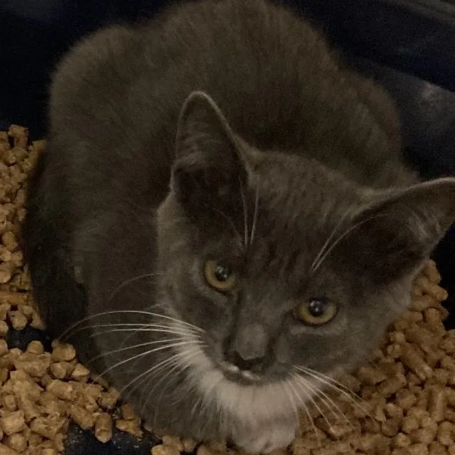 A baby small-sized male Gray / Blue / Silver Domestic Short Hair cat named Mittens for adoption in Blue Ridge, GA