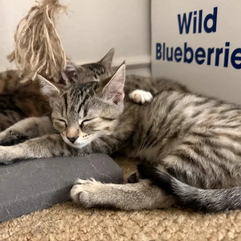 A baby small-sized female Gray / Blue / Silver Domestic Long Hair cat named Beth for adoption in Long Beach, CA