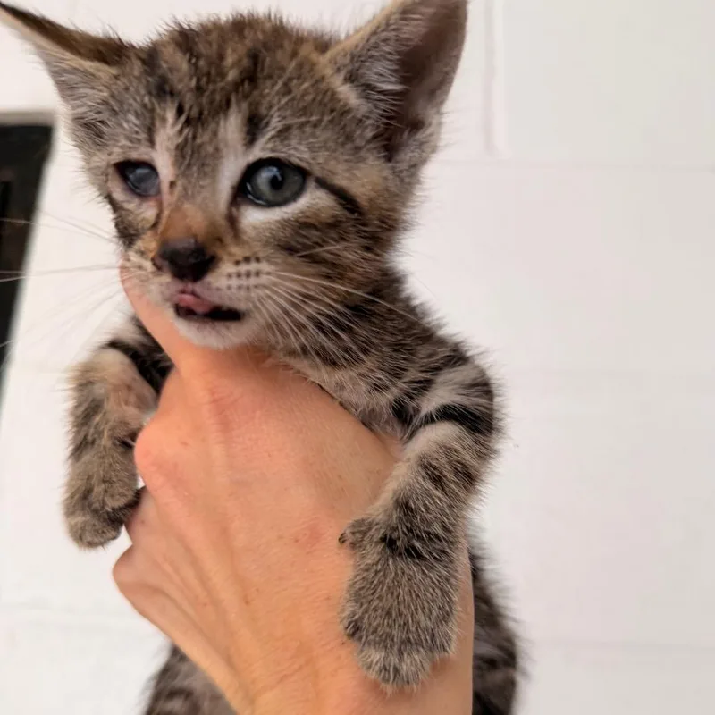 A baby small-sized female Brown / Chocolate Domestic Short Hair cat named Samara for adoption in Evensville, TN