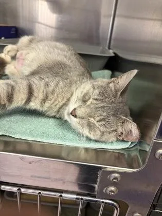 An adult small-sized female Domestic Short Hair cat named Dalia for adoption in West Chester, PA