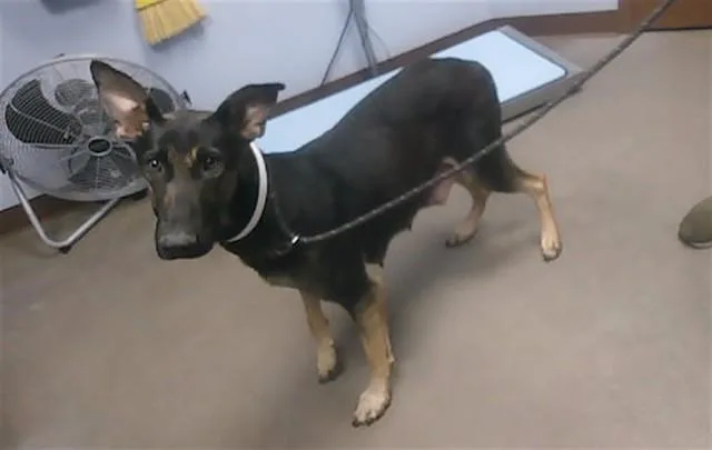 An adult large-sized female German Shepherd Dog dog named Azura for adoption in Phoenix, AZ