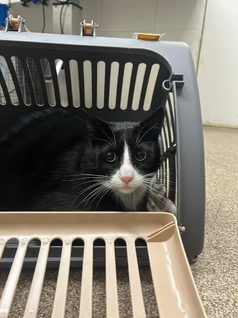 An adult small-sized male Black Domestic Short Hair cat named Ogliver for adoption in Fruit Heights, UT