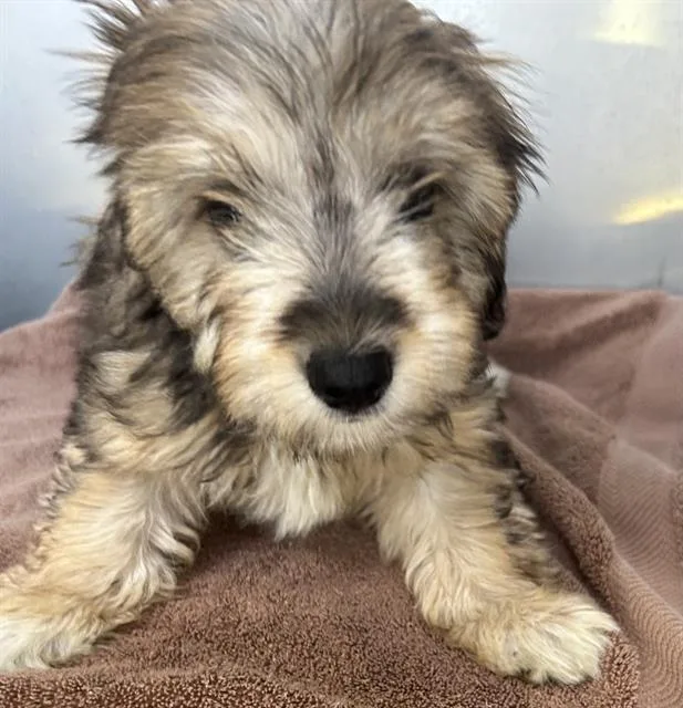 A baby small-sized male Shih Tzu dog named Gino for adoption in Fort Myers, FL