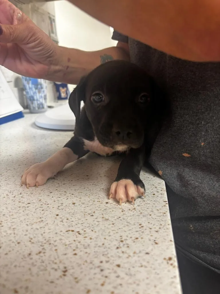 A baby small-sized male Pit Bull Terrier dog named Frank for adoption in Greenfield, IN