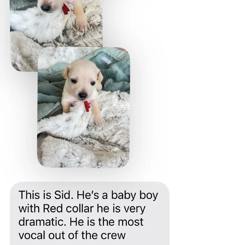 A baby small-sized male White / Cream Chihuahua dog named Sid_ for adoption in San Diego, CA