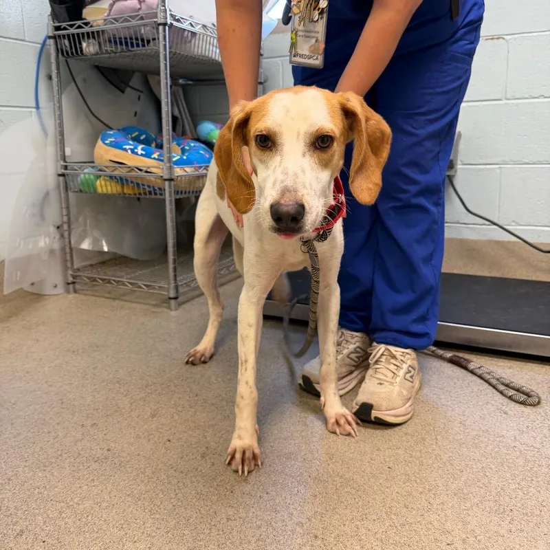 A young medium-sized male White / Cream Mixed Breed dog named Vanilla Bean for adoption in Fredericksburg, VA