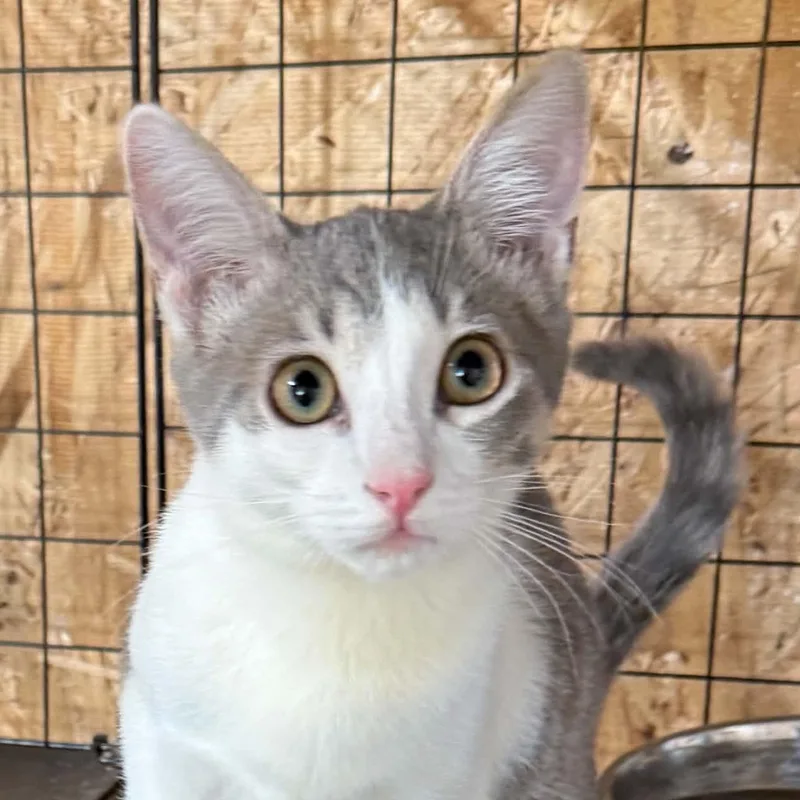 A baby medium-sized female Domestic Short Hair cat named Hustler for adoption in Tehachapi, CA