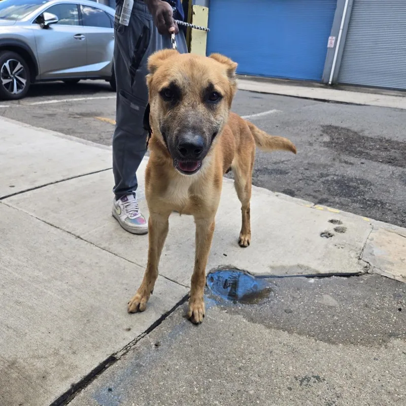An adult large-sized male Yellow / Tan / Blond / Fawn Belgian Shepherd / Malinois dog named Boomer for adoption in Newark, NJ