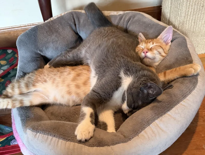 A baby small-sized male Domestic Short Hair cat named Pauly for adoption in Williamsville, NY