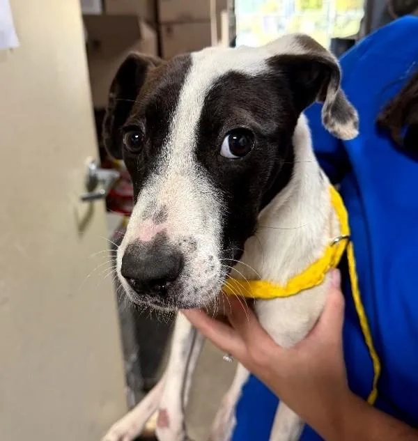 An adult medium-sized female Pit Bull Terrier dog named Jade for adoption in Dallas, GA