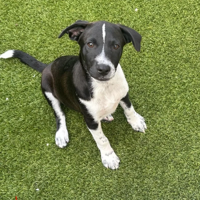 A baby medium-sized male Black Labrador Retriever dog named Blue Cheese for adoption in LOXAHATCHEE, FL