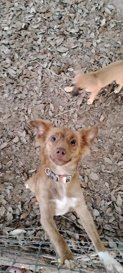 An adult small-sized female Brindle Chihuahua dog named Foxy for adoption in Liverpool, TX