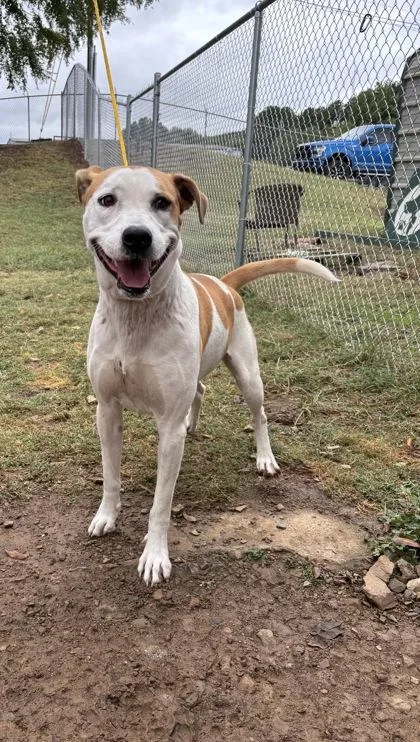 An adult large-sized male Hound dog named Gust for adoption in Conway, AR