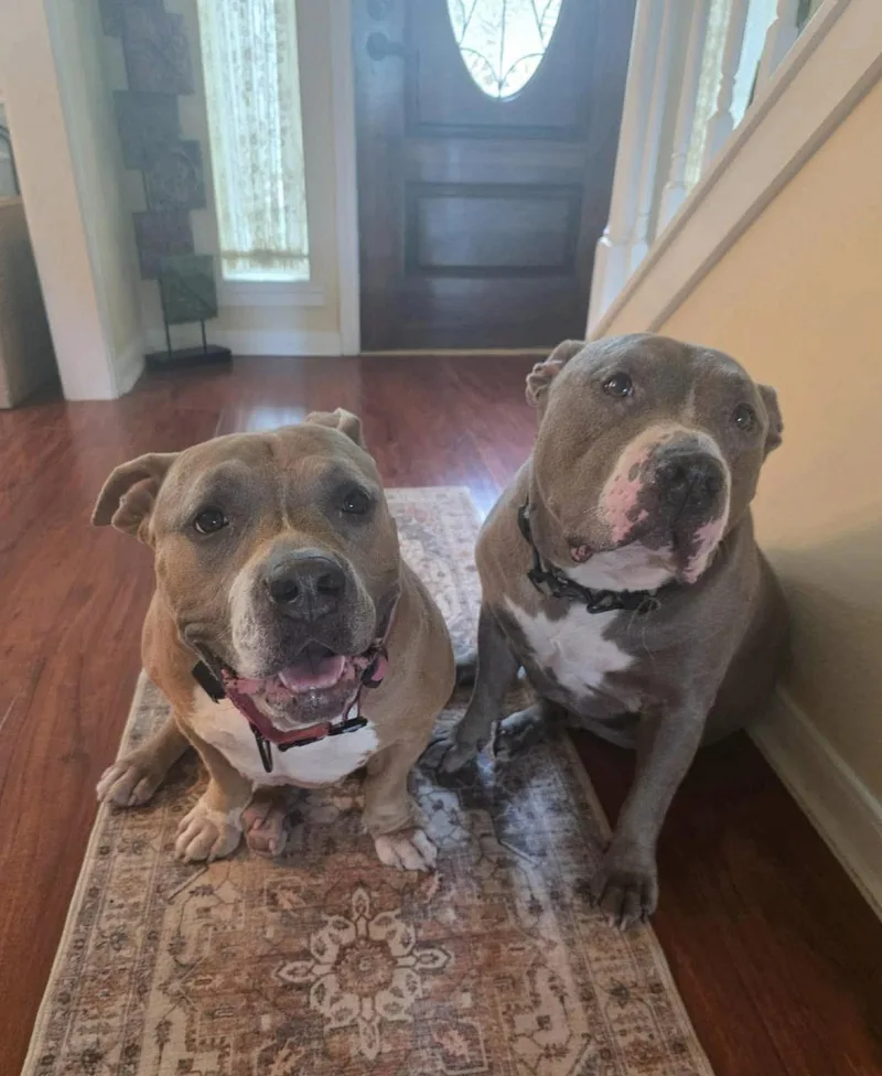 An adult large-sized female Pit Bull Terrier dog named Blue and Dolly for adoption in Allen, TX