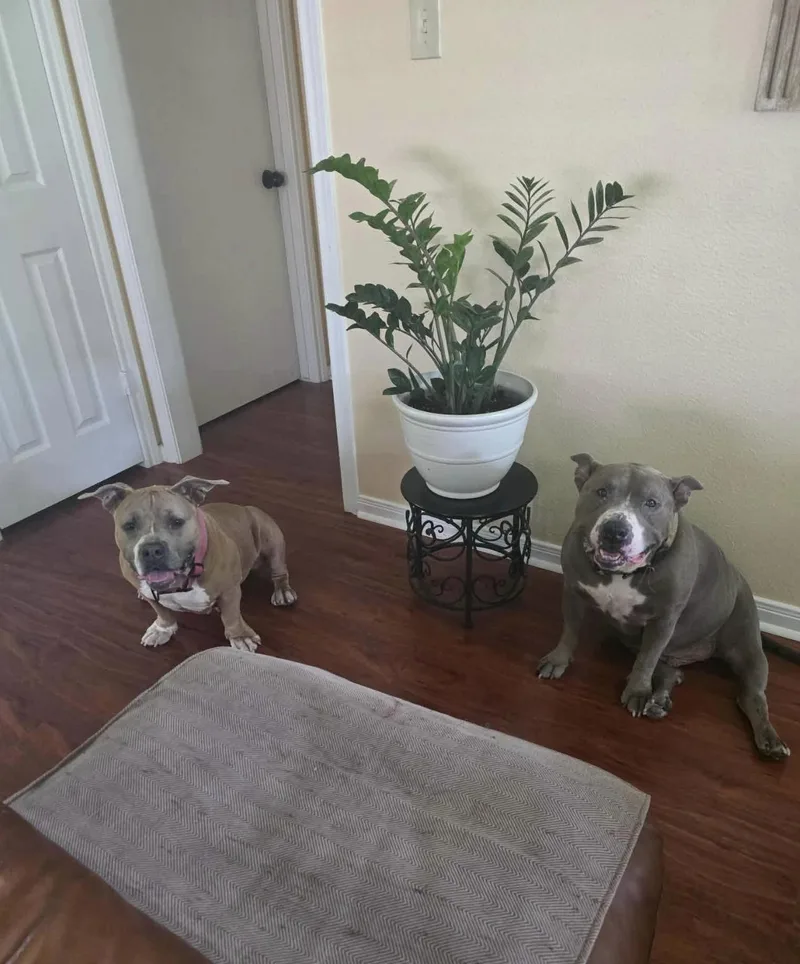 Blue and Dolly thumbnail 2