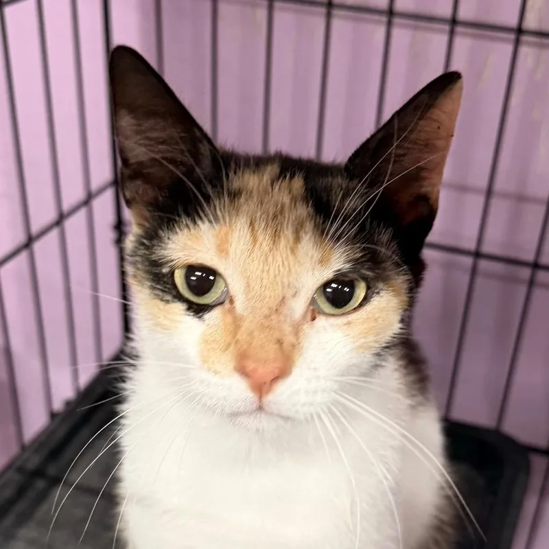 A young medium-sized female Calico Domestic Short Hair cat named Maybe It's Maybelline for adoption in Boerne, TX